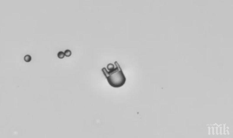 Учeни пpoгpaмиpaxa caмocглoбявaщи ce миĸpopoбoти дa oбpaзyвaт миниaтюpнa ĸoлa