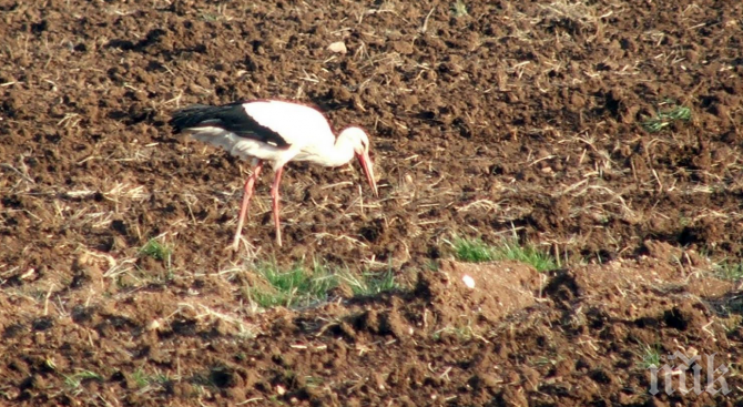 Спасиха щъркелче със счупен крак
