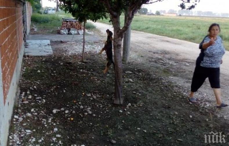ЗВЕРСТВО: Циганка от Раковски обеси кучето си пред къщата на комшийката (СНИМКА 18+)