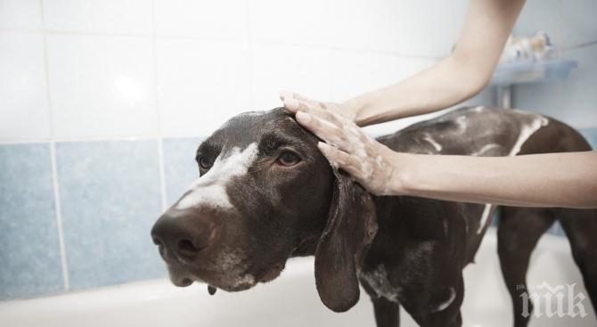 Обществена баня за кучета отвори врати в София