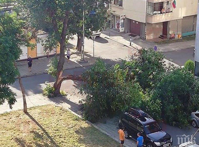 Огромно дърво се разцепи в Бургас, строполи се с гръм и трясък върху паркирали коли 