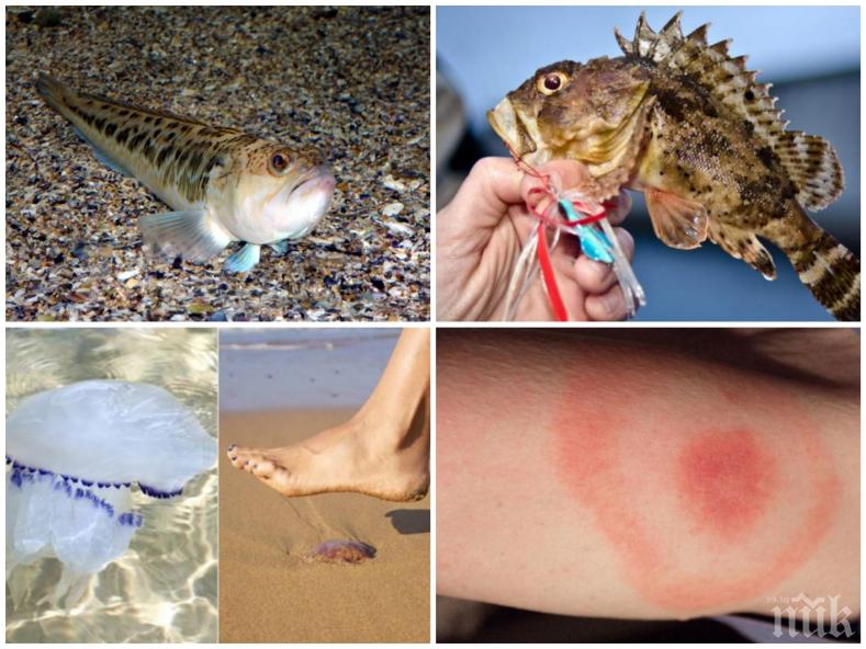 ОПАСНОСТ: Отровни гадини плъзнаха по родните плажове