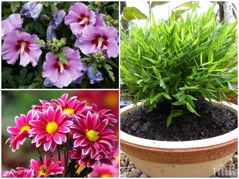 Растението, което ще ти донесе щастие и късмет според зодията