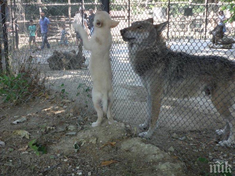 Вълк избяга от зоопарка в Хасково