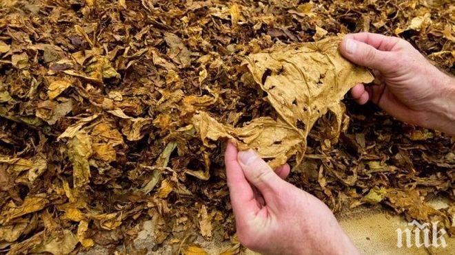 БЕДСТВИЕ: Градушка унищожи тютюневата реколта в Сатовча