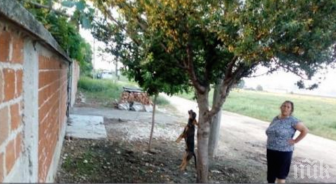 Циганката Анка, която обеси кучето си: Ядосах се, защото ми задушаваше кокошките