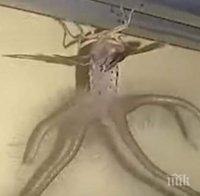 Мъж откри невиждано същество в хотела си (ВИДЕО)