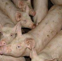 Откриха огнище на африканска чума при домашните свине в Плевенско