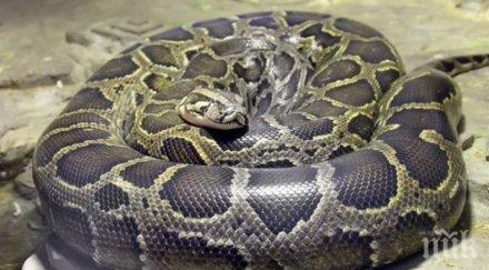 полицията издирва питон беглец кеймбридж