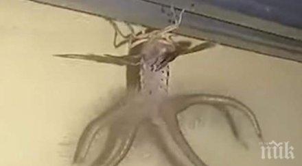 мъж откри невиждано същество хотела видео