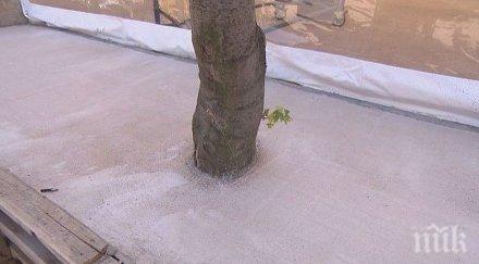 бетонираха дървета столичния квартал младост