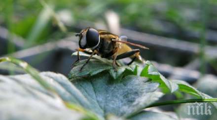 кръстиха нов муха нощния крал игра тронове