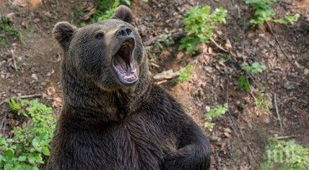 паника родопите гигантски стръвници отвличат говеда