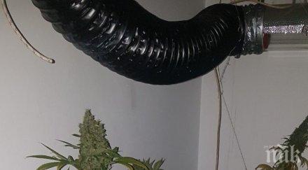 акция варненски полицаи разбиха професионална оранжерия наркотици окосиха кила марихуана снимки