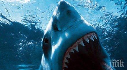 акула разкъса мъж популярен плаж сидни