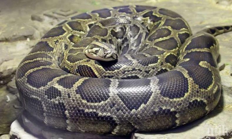 Ужас във „Враждебна“: Екоинспекцията спипа семейство, гледало питони и смок в дома си