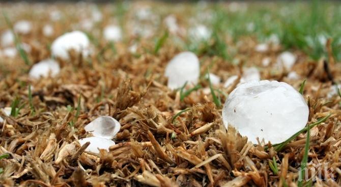 Градушка помля лозята в монтанско село
