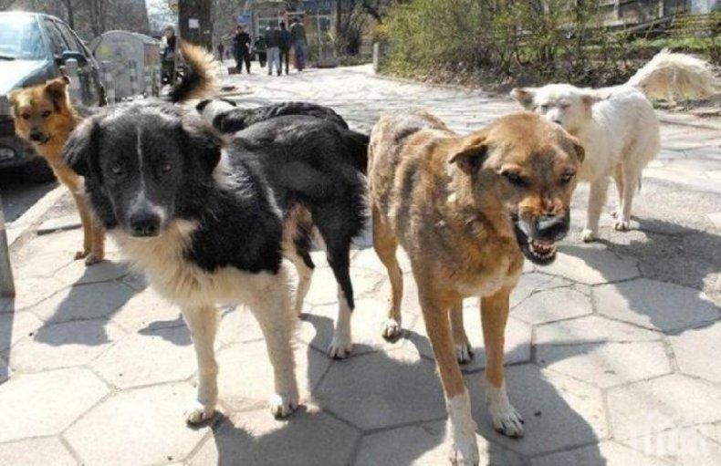Глутница от десетина кучета нападна майка с бебе в Дупница