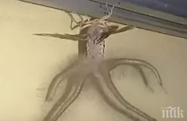 Мъж откри невиждано същество в хотела си (ВИДЕО)