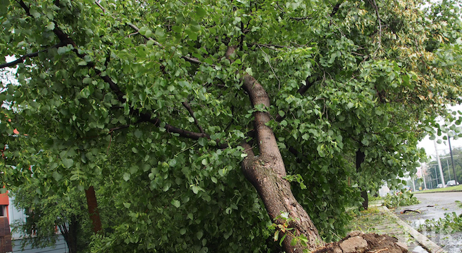 Дърво се стовари върху джип в Пловдив