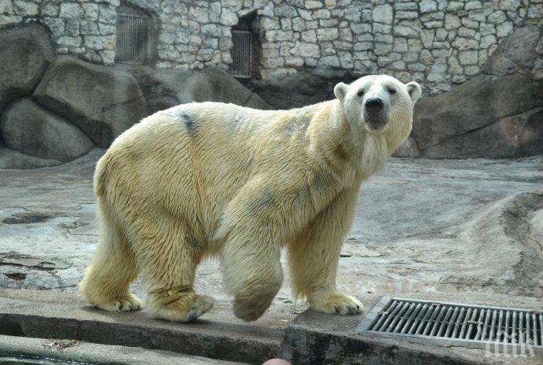 ХРАБРОСТ: Чистачка в зоопарка прогони нападателна мечка с... метла (ВИДЕО)