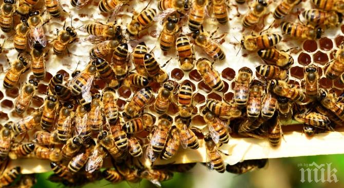Пчели нападнаха туристи във Франция 