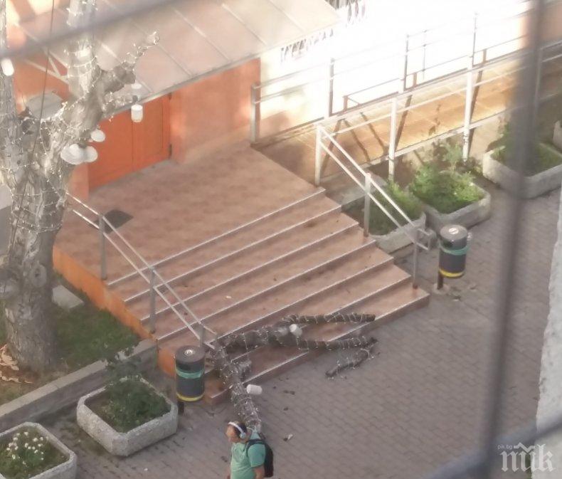 СИГНАЛ ДО ПИК: На косъм от трагедия - изсъхнало дърво едва не уби деца в София (СНИМКИ)