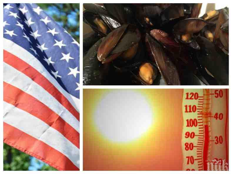 ГОРЕЩА ВЪЛНА: Жегата в САЩ изуми микробиолозите: Мидите се варят в черупките си от топлото