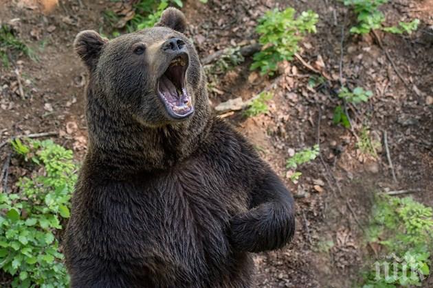 ПАНИКА В РОДОПИТЕ: Гигантски стръвници отвличат говеда