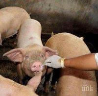 Ново огнище на африканска чума по свинете избухна край Плевен