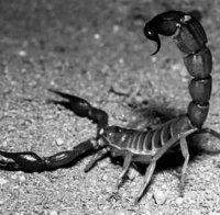 НАПАСТ: Черни скорпиони плъзнаха из Бургас