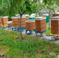 Шампиони сме в Европа по брой пчелни кошери