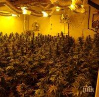 Разбиха оранжерия за канабис в Търговище