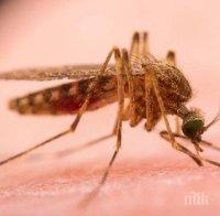 Напаст: В Лом вдигнаха ръце от комарите