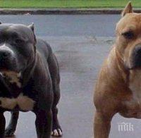 Осъдиха собственици на бойни кучета