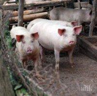 ДОБРА НОВИНА: Няма данни за нови огнища на африканска чума по свинете