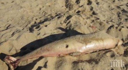 намаляват случаите мъртви делфини черно море