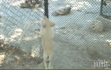 бялото вълче варна излезе светло