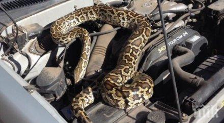 спасиха двуметрова боа увила около двигател кола