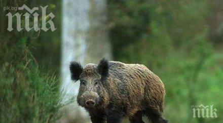 министерството земеделието взима мерки африканската чума свинете