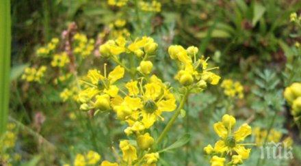 билката покаянието гони злите сили лекува