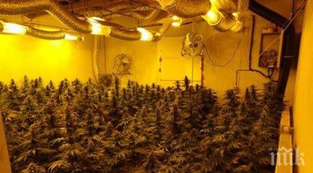 акция разбиха две оранжерии канабис великотърновско