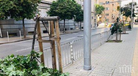 фото бомба прекърши дръвчетата френската гимназия раковска снимки