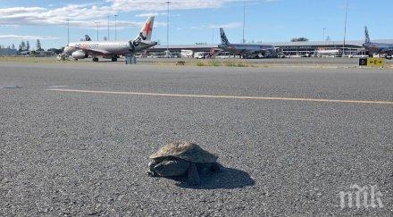 случва костенурка забави полет самолет