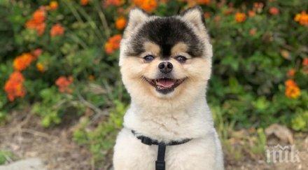 известен футболист дава луди пари върнат откраднатото куче