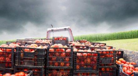 македонски дъмпинг удари доматите