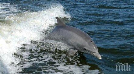 мор десетки сигнали умрели делфини бебета измират заради незаконния риболов калкан