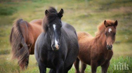 баба пострада сериозно кобила ритна гърба