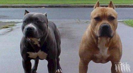 осъдиха собственици бойни кучета
