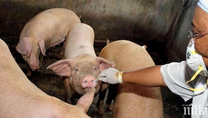 Ново огнище на африканска чума по свинете избухна край Плевен